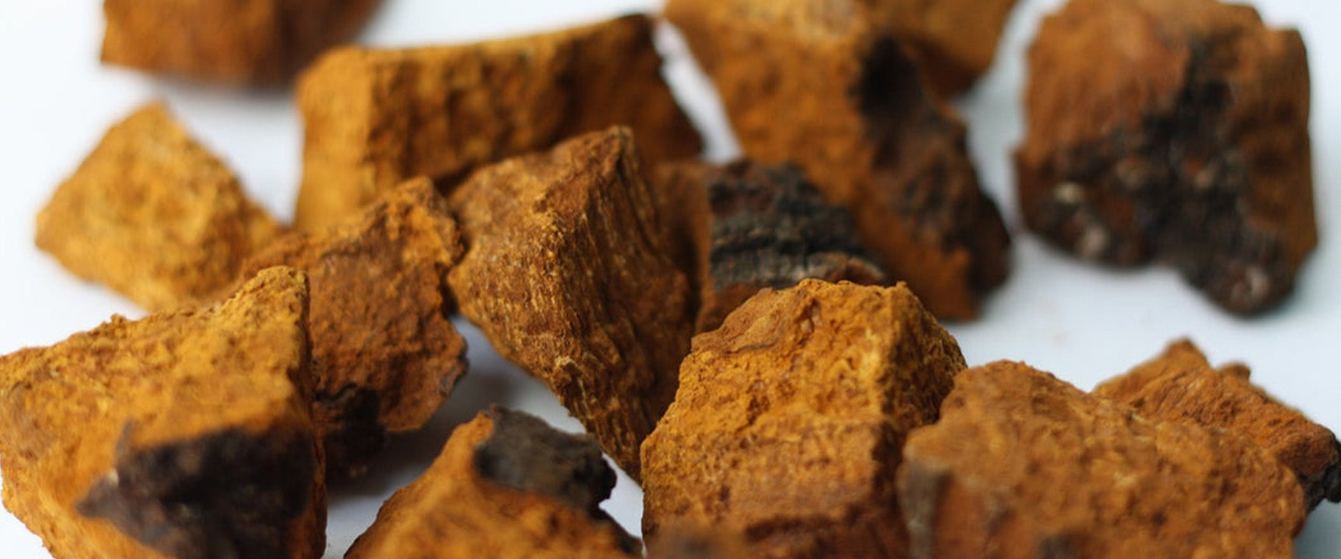 Discovering Chaga Mushroom's Wonders!