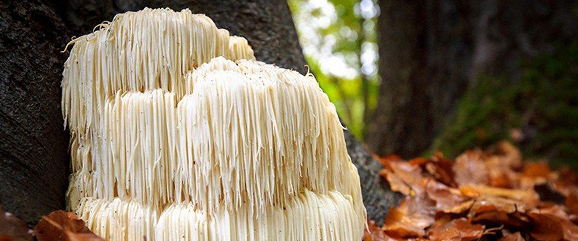 Unlocking the Potential of Lion's Mane Mushroom!