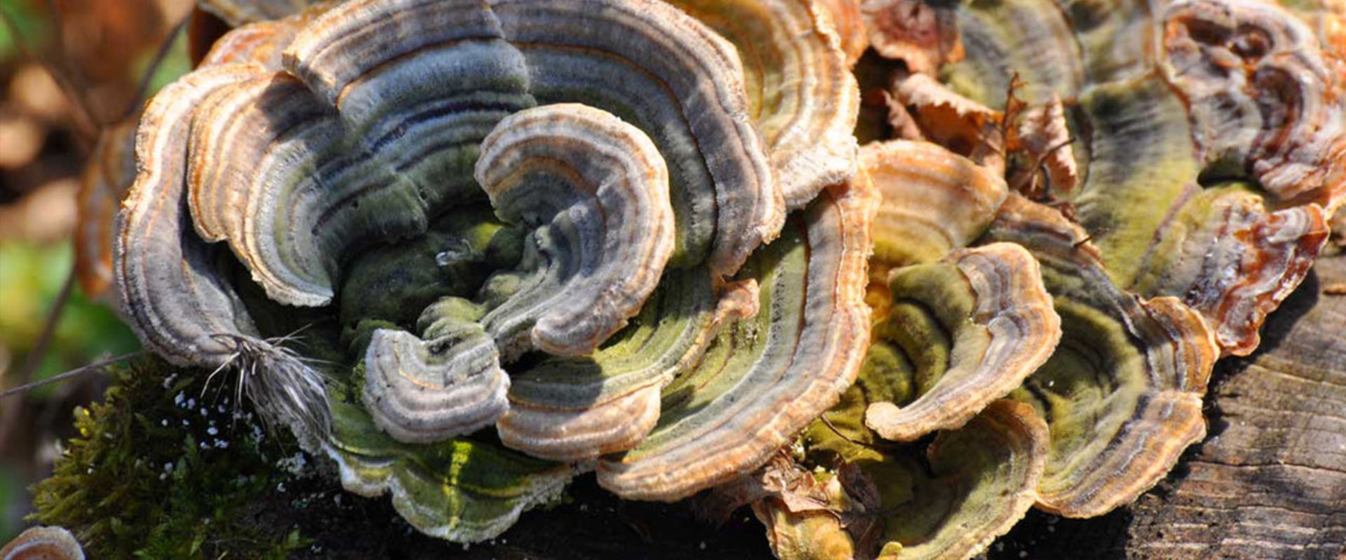 Exploring the Strength of Turkey Tail Mushroom!